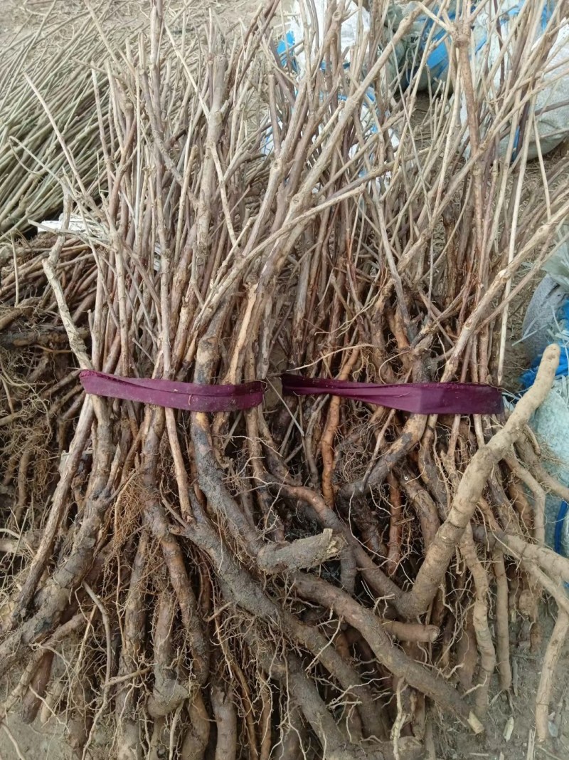 爬藤凌霄花四季花开庭院攀爬植物美国凌霄老桩花卉盆栽耐寒花