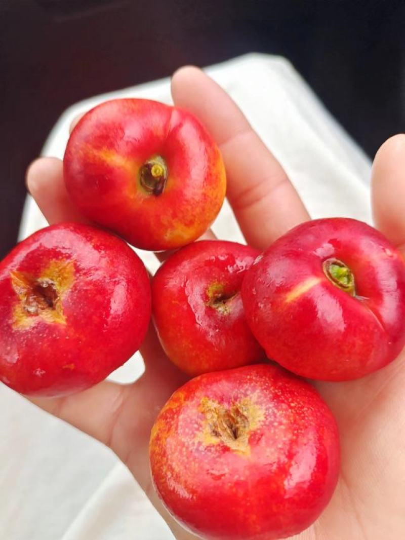 黄锦绣，蒙阴蜜桃黄桃精品