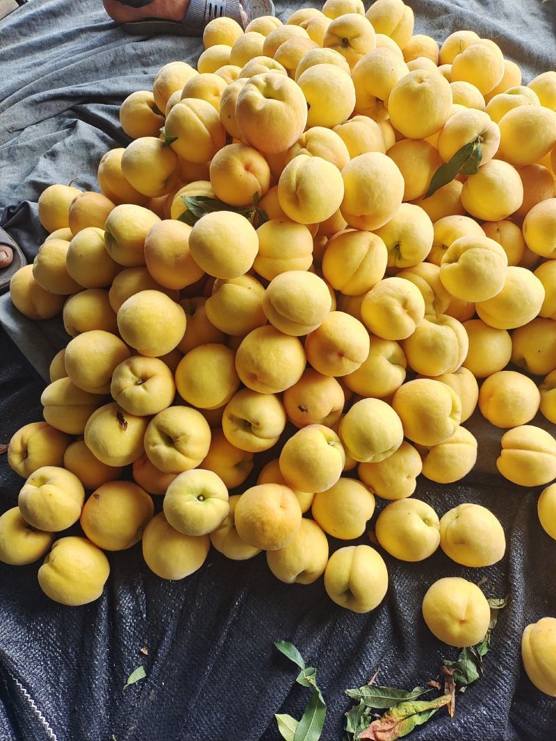 黄锦绣，蒙阴蜜桃黄桃精品