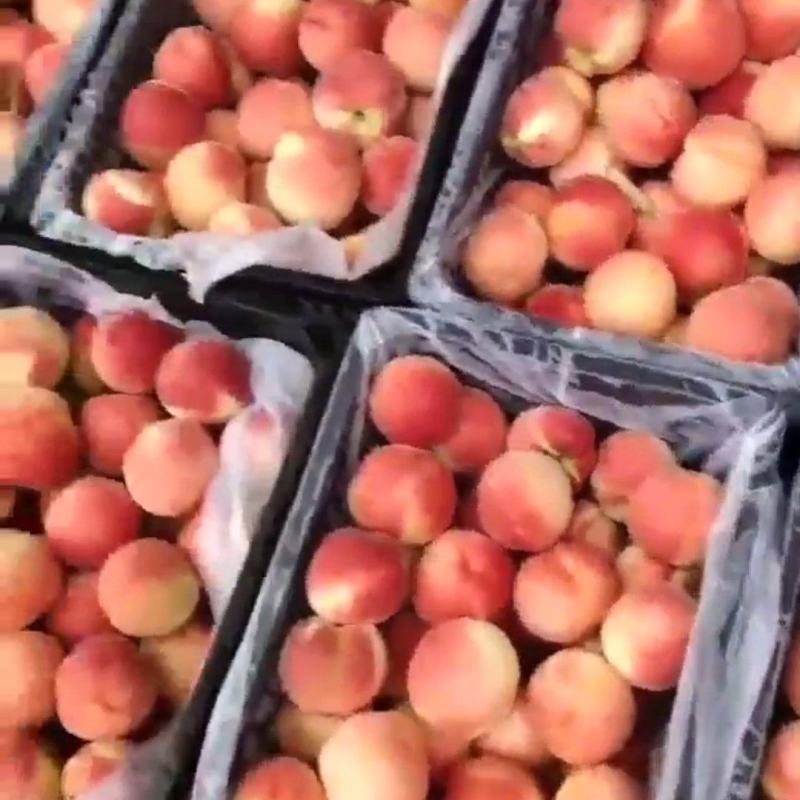 黄锦绣，蒙阴蜜桃黄桃精品