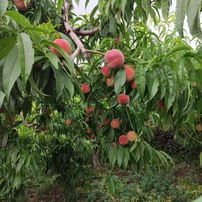 黄锦绣，蒙阴蜜桃黄桃精品