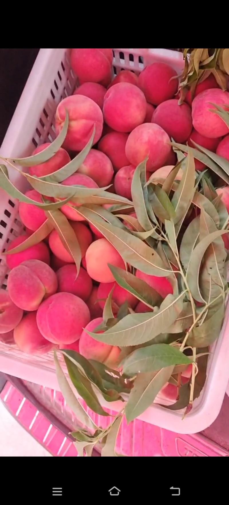 黄锦绣，蒙阴蜜桃黄桃精品