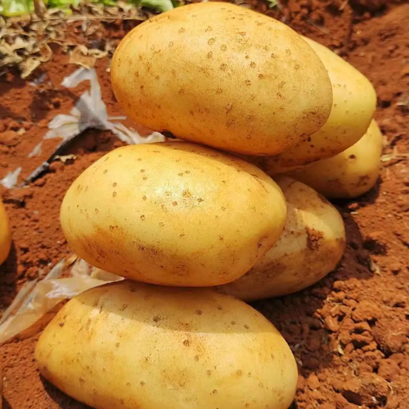 沃土5号土豆/河南沃土土豆承接商超产地现挖现发代收代发全