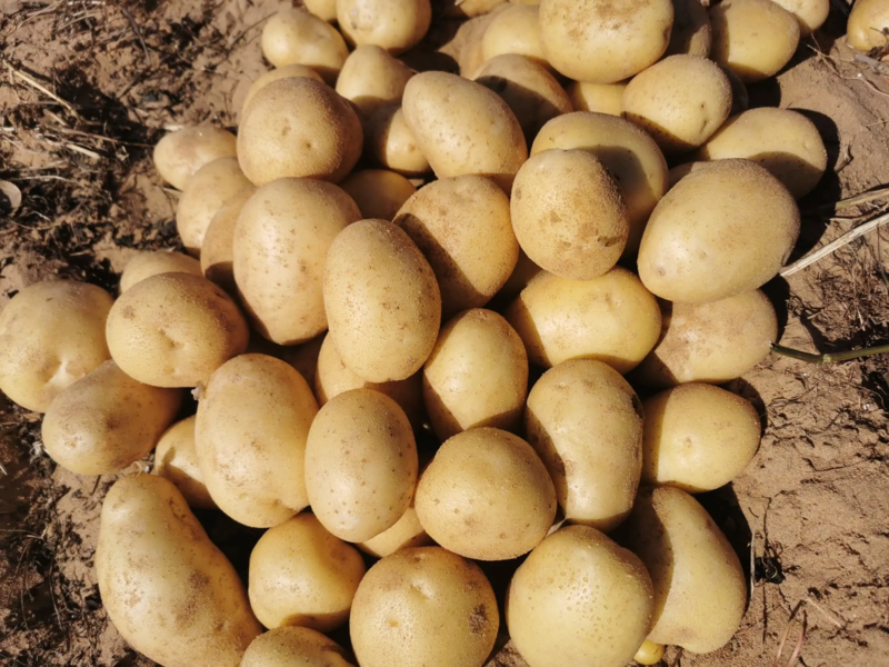 沃土5号土豆/河南沃土土豆承接商超产地现挖现发代收代发全