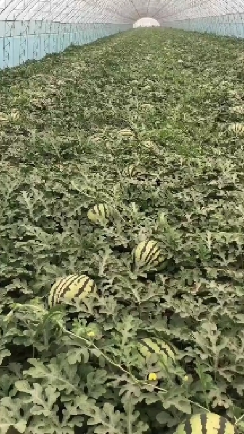 美都有籽无籽一茬瓜价廉物美品质保证