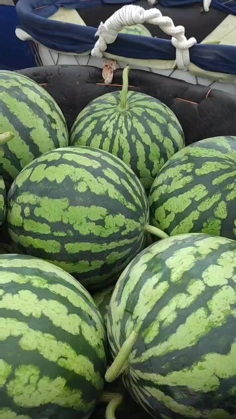 美都有籽无籽一茬瓜价廉物美品质保证