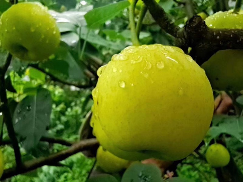 四川高山丁香梨大量上市了，好吃，蜜蜜甜，喜欢老板速度采购