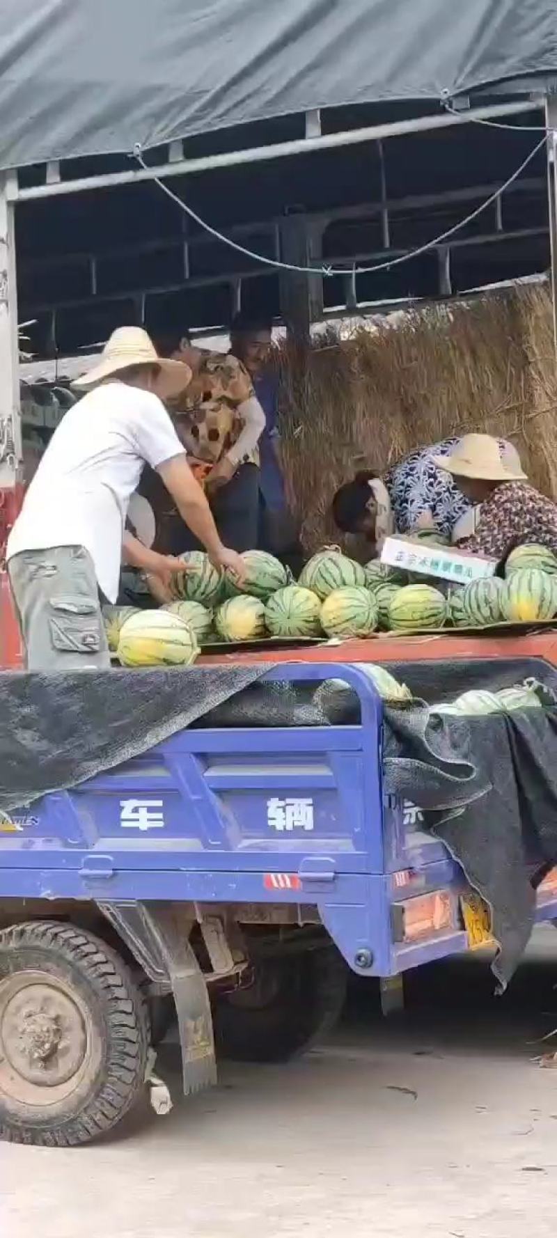 美都有籽无籽一茬瓜价廉物美品质保证