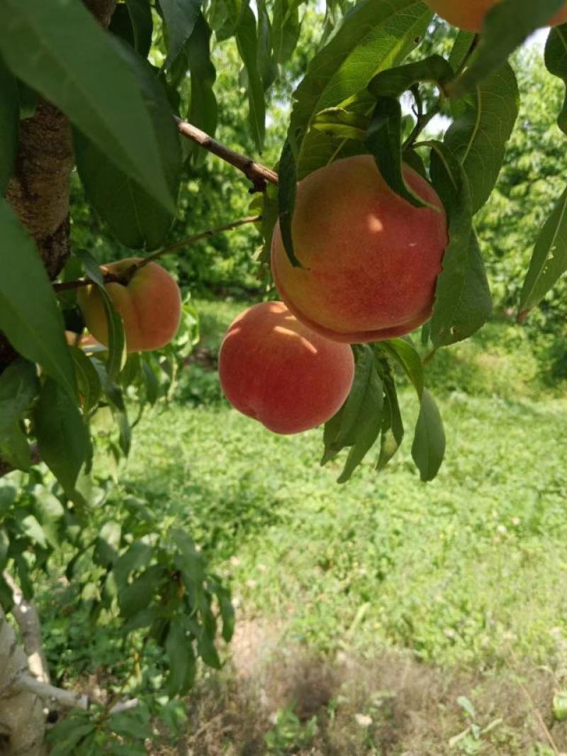 深州鲜桃