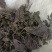 紫苏叶，新货无杆，道地药材，质量保证，支持在线下单