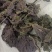 紫苏叶，新货无杆，道地药材，质量保证，支持在线下单