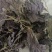 紫苏叶，新货无杆，道地药材，质量保证，支持在线下单