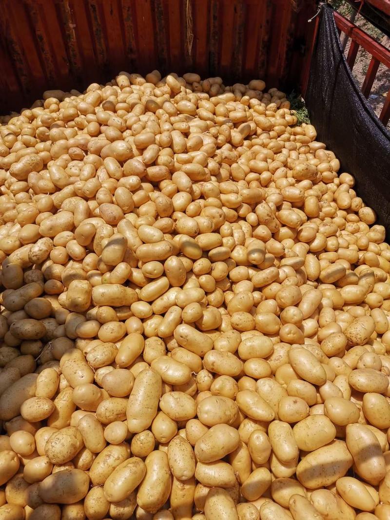 希森六号土豆齐元丰产地直发代收代发全国市场