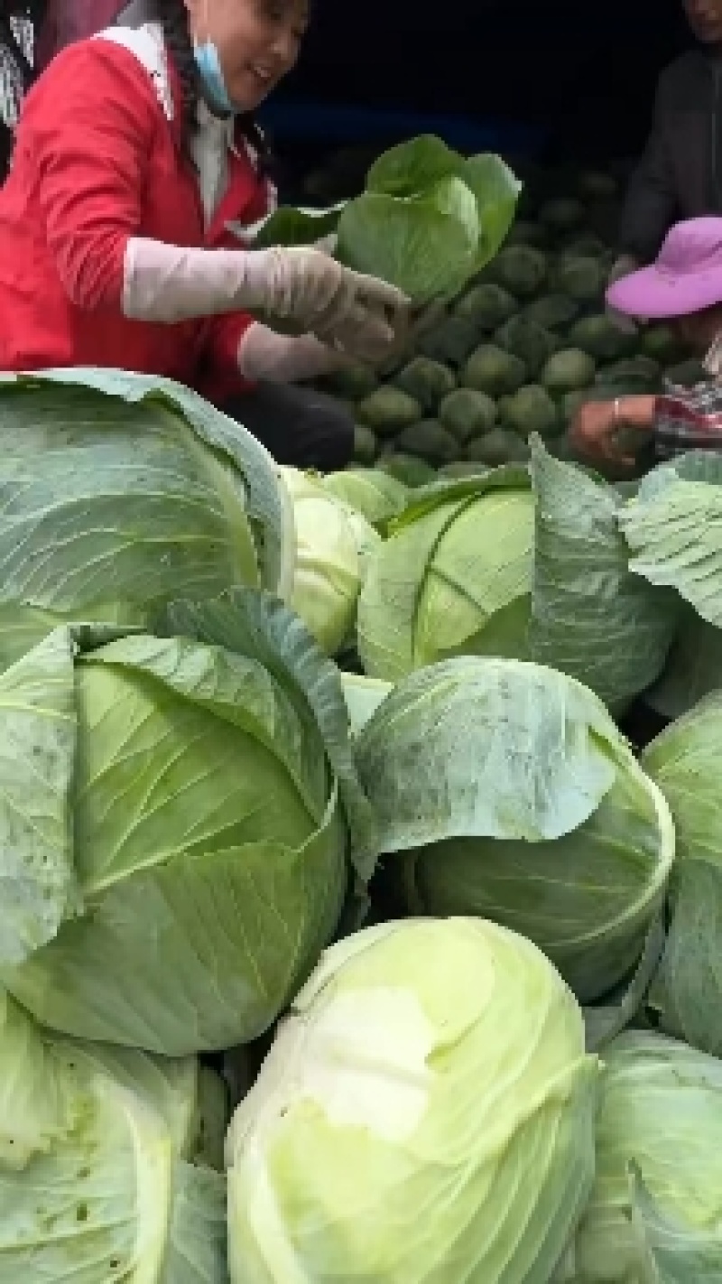 湖北京丰奥奇扁包菜优质甘蓝大量上市了，有需要的老板联