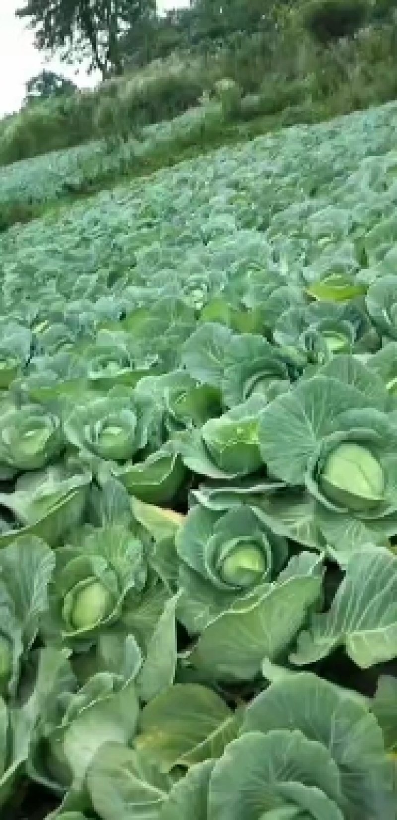 湖北京丰奥奇扁包菜优质甘蓝大量上市了，有需要的老板联