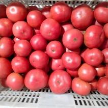 通州西红柿，大量上市，量大从优，欢迎咨询
