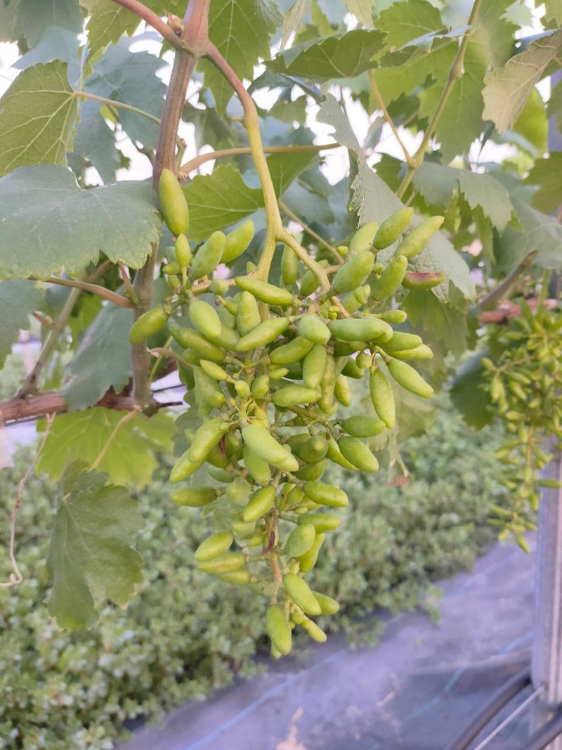 阳光玫瑰，青绿色葡萄，带有淡淡的玫瑰香味，果肉厚实香甜