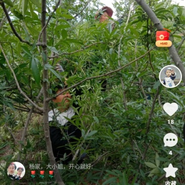 凉山花椒