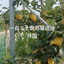 苏翠梨