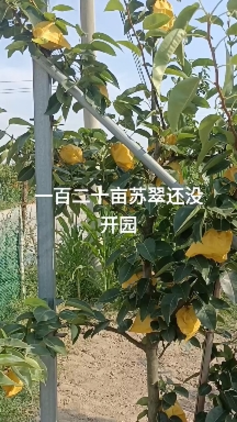 苏翠梨