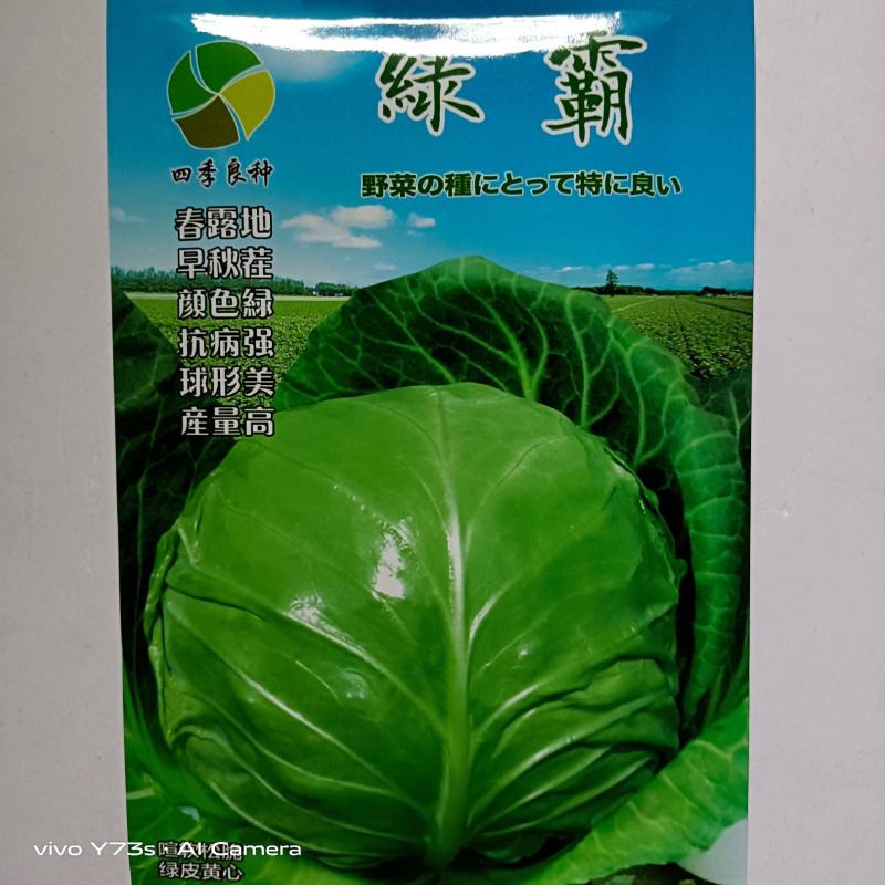 绿霸甘蓝种子基地合作社专用甘蓝种子浓绿抗病甘蓝种子