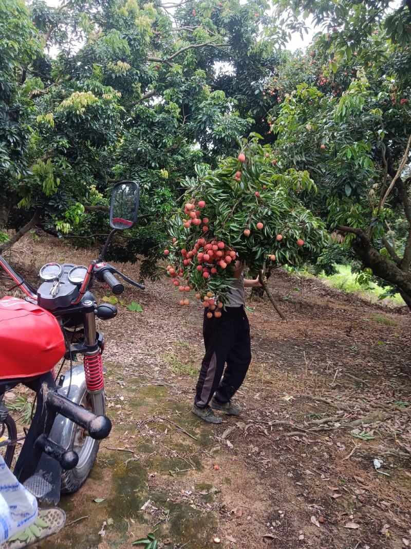 桂味荔枝