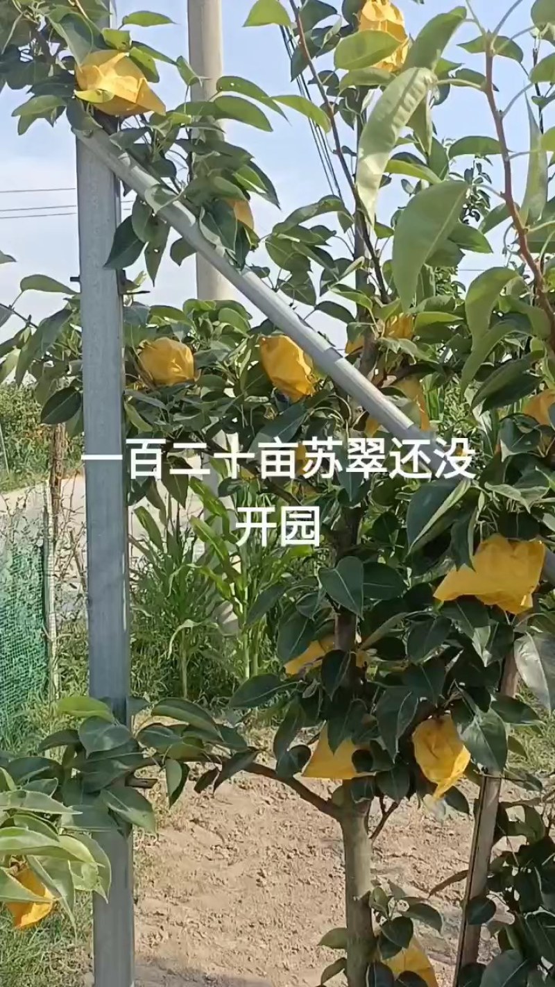 苏翠梨