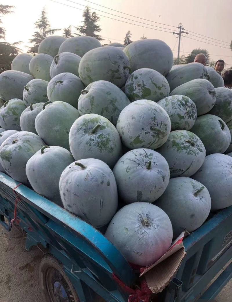 精品水果冬瓜大量上市瓜型好个头均匀全国发货