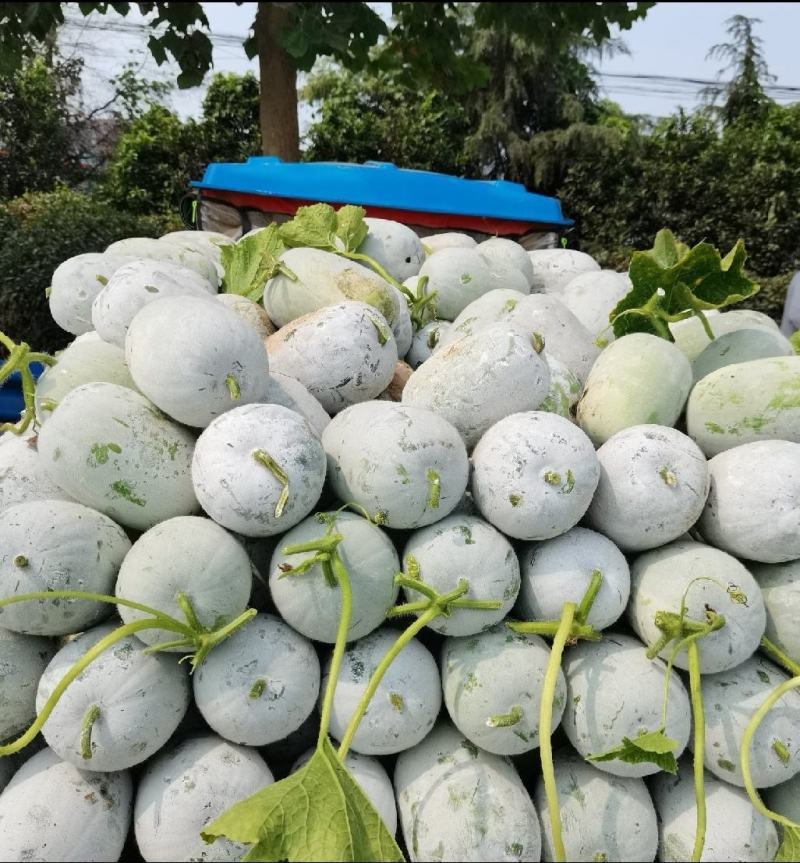 精品水果冬瓜大量上市瓜型好个头均匀全国发货