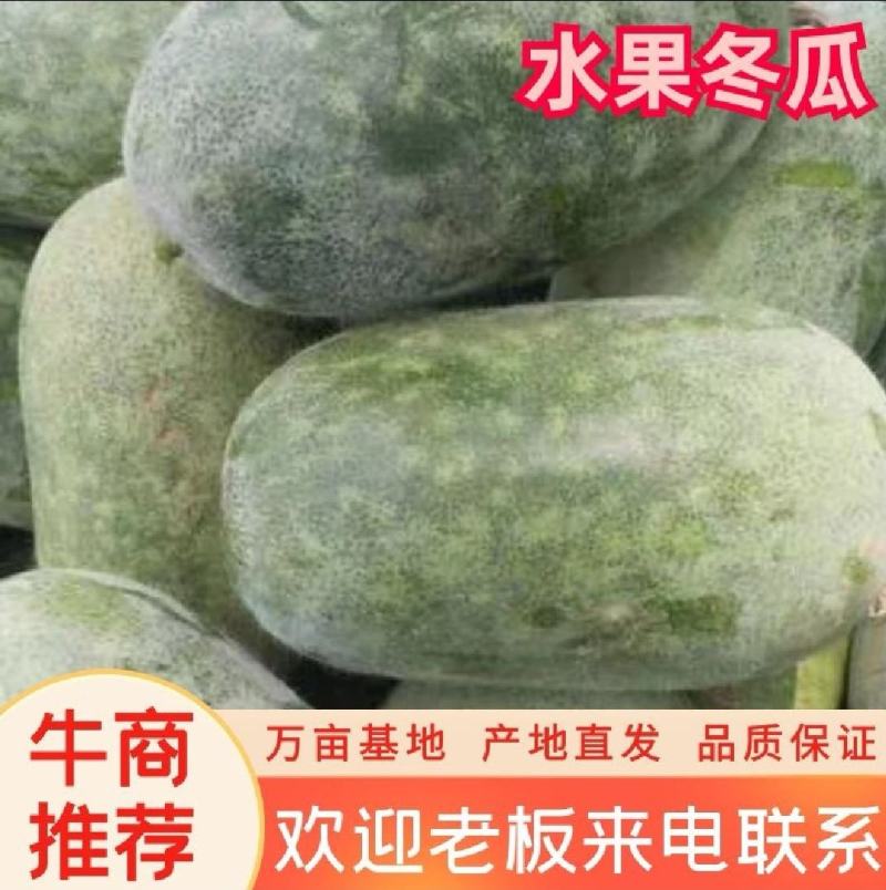 精品水果冬瓜大量上市瓜型好个头均匀全国发货
