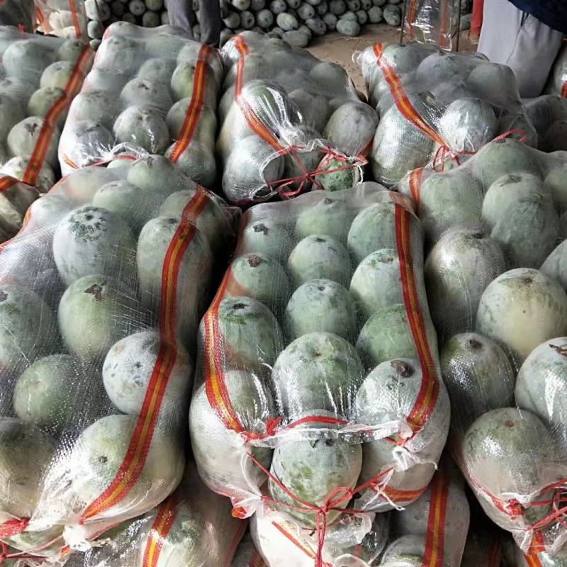 精品水果冬瓜大量上市瓜型好个头均匀全国发货