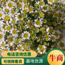 云南昆明基地鲜花洋甘菊配花雏菊配花大量供应