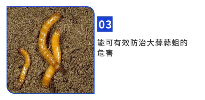 干虿高氟氯噻虫胺蒜蛆韭蛆黑头蛆地蛆土蚕地下害虫杀虫剂
