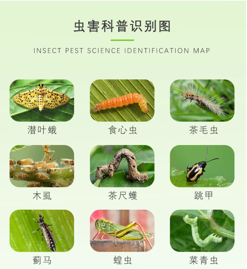 干虿高氟氯噻虫胺蒜蛆韭蛆黑头蛆地蛆土蚕地下害虫杀虫剂