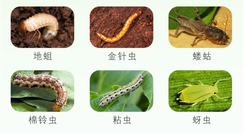 干虿高氟氯噻虫胺蒜蛆韭蛆黑头蛆地蛆土蚕地下害虫杀虫剂