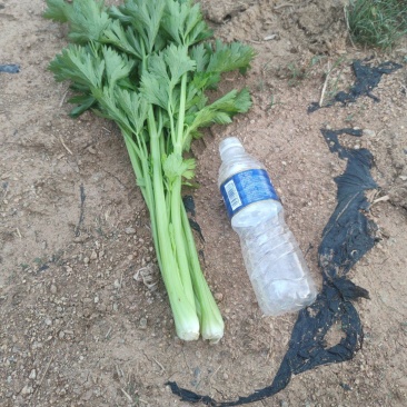 冷棚10万斤芹菜