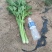 冷棚10万斤芹菜