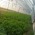 冷棚10万斤芹菜