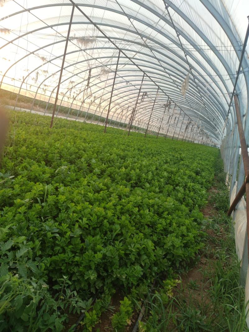 冷棚10万斤芹菜