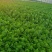 冷棚10万斤芹菜