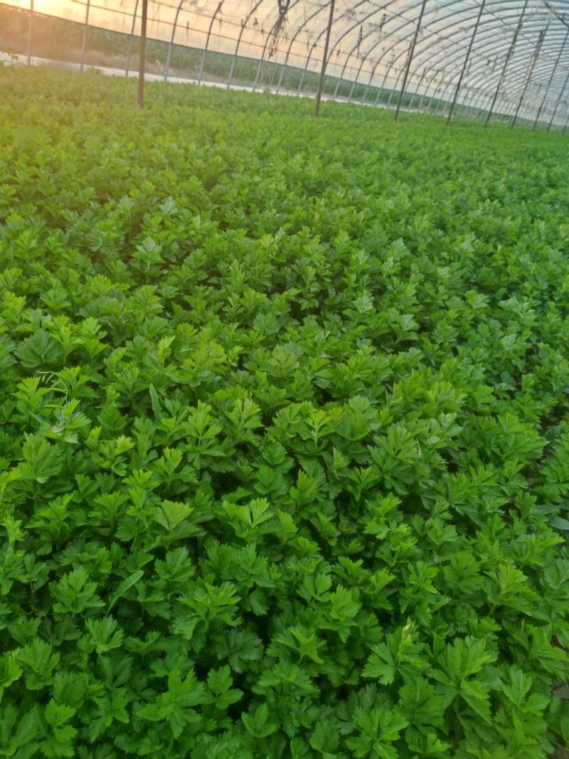 冷棚10万斤芹菜