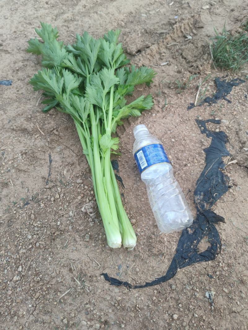 冷棚10万斤芹菜