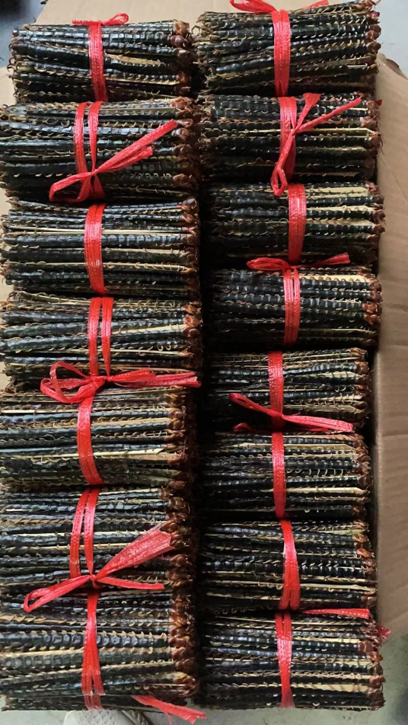 湖北蜈蚣皮，诊所专用性价比高规格齐全欢迎来电