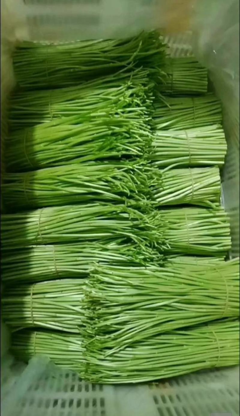 精品芦蒿准备售卖