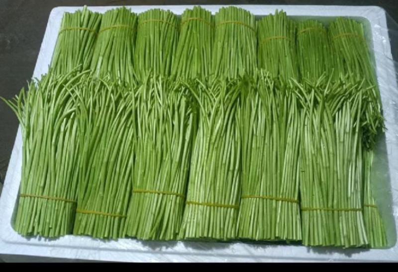 精品芦蒿准备售卖