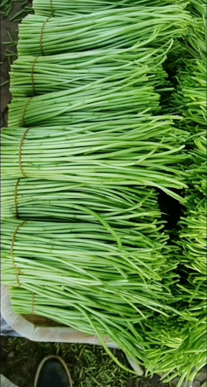 精品芦蒿准备售卖