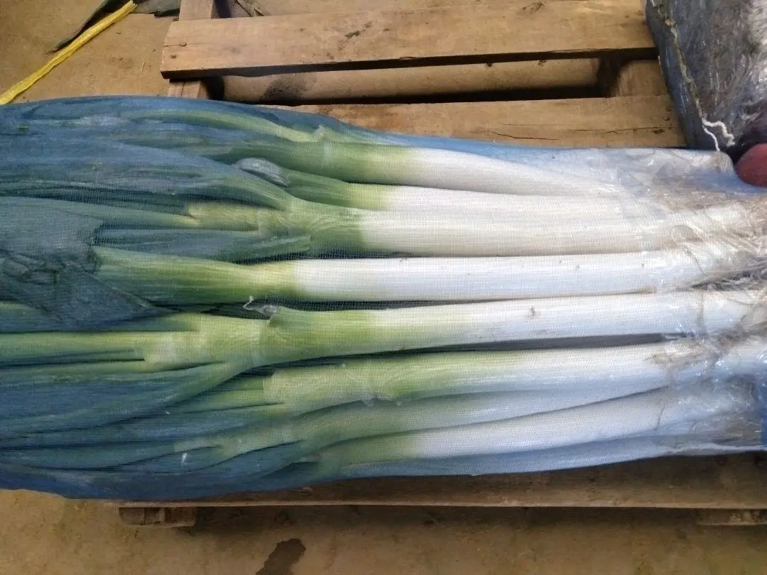 吉葱1号大葱电商包装展示