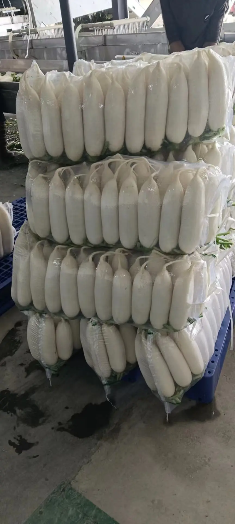 白萝卜精品萝卜货源充足规格齐全发货全国