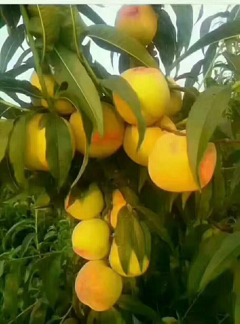 黄桃，百万亩各种黄桃产地，品种有83，金童5号，19黄桃