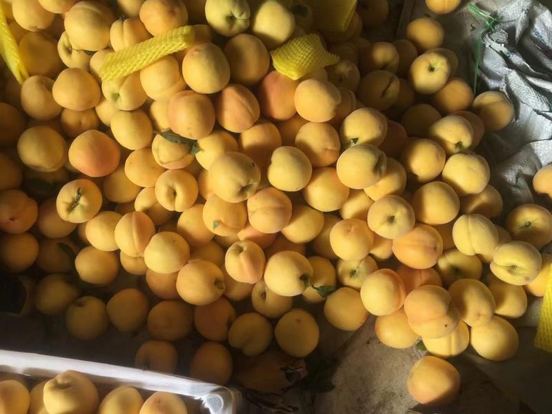 黄桃，百万亩各种黄桃产地，品种有83，金童5号，19黄桃